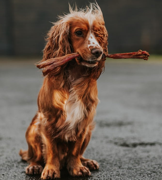 Anco beef tendons