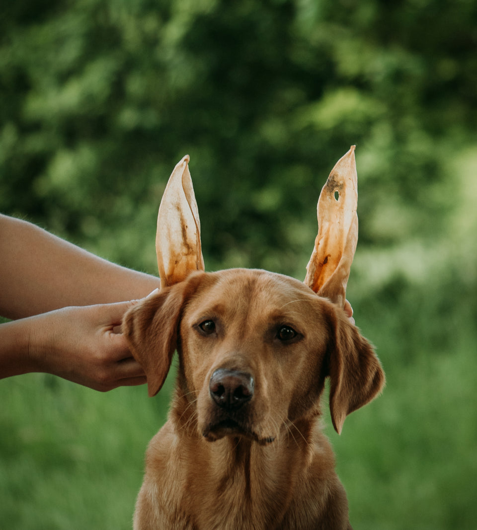 goat ears
