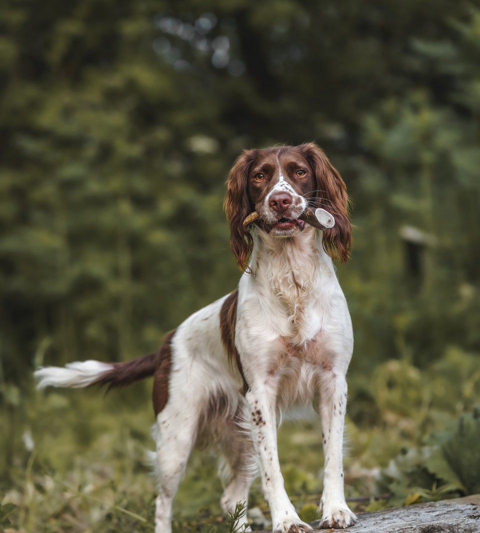 Anco small antler
