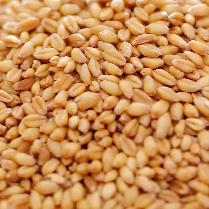 Poultry wheat