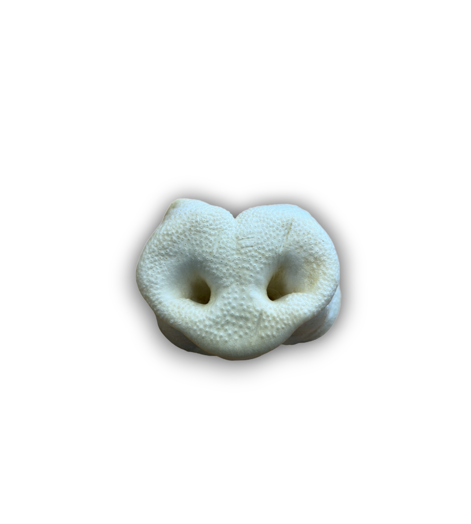 Anco puffed pork snouts single