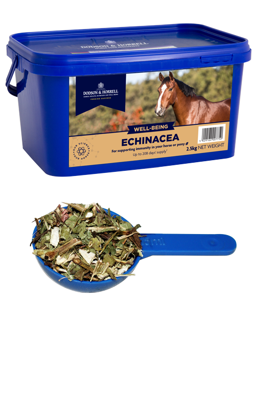 D&H Echinacea