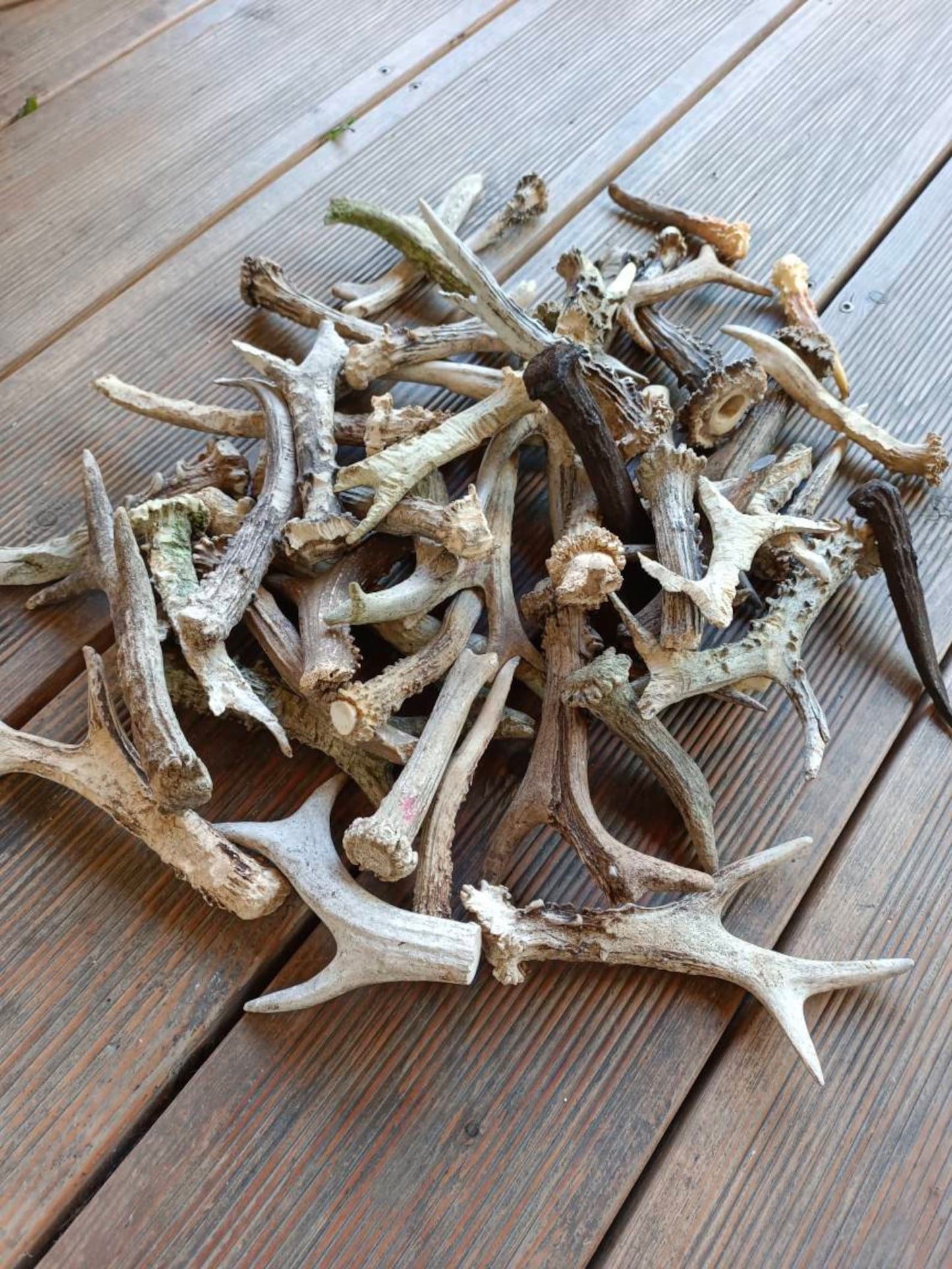 small loose antlers (single)