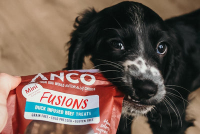 10 Benefits of Natural Treats: Why You Should Switch to Natural Treats for Your Pet