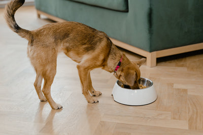 Why Natural and Ethically Sourced Pet Food Supplies are a Great Choice