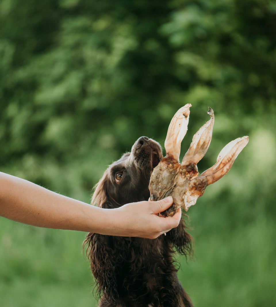 anco natural rabbit ears