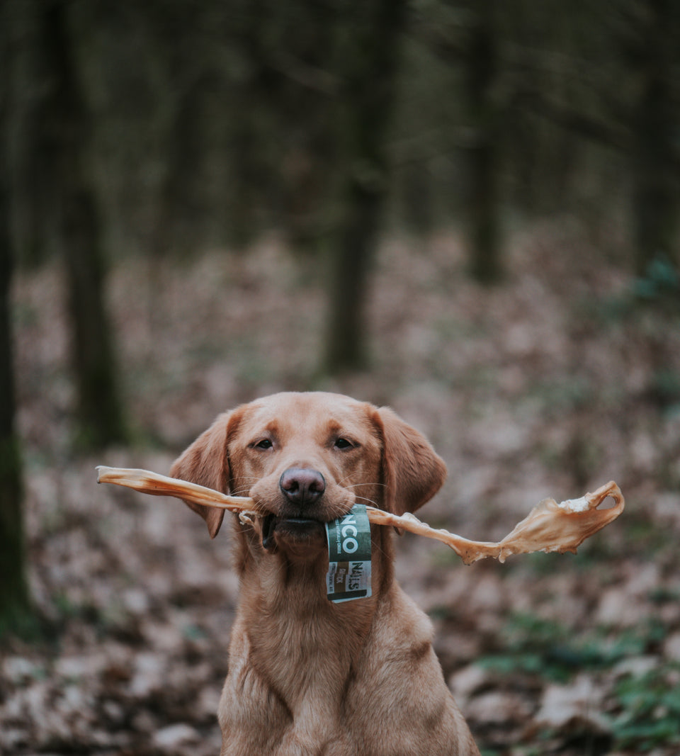 Anco goat stick