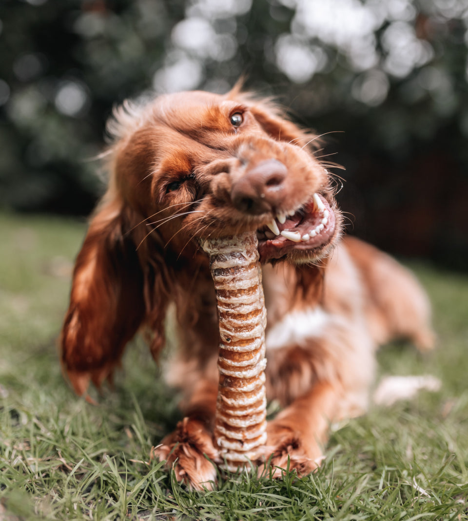 Anco Bully tube