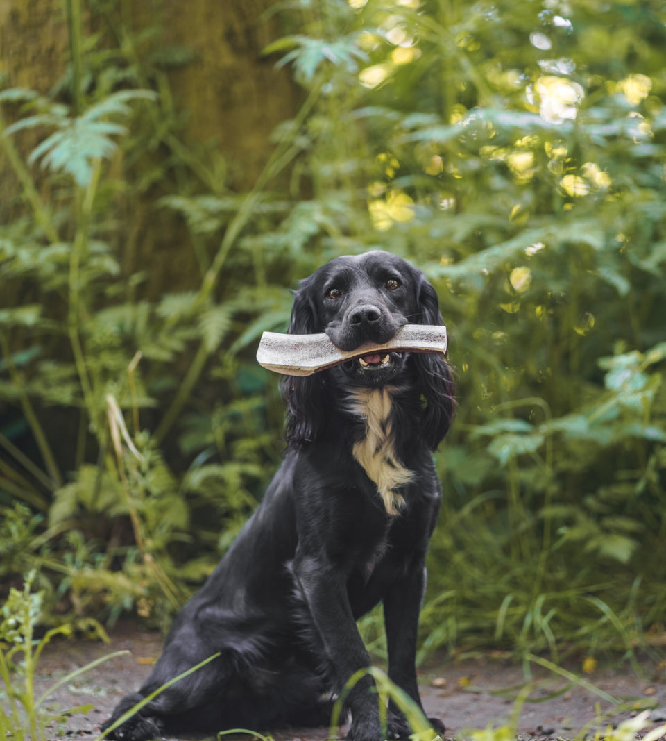 anco easy extra large antler