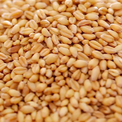 Poultry wheat