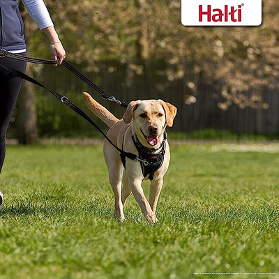 Halti training lead