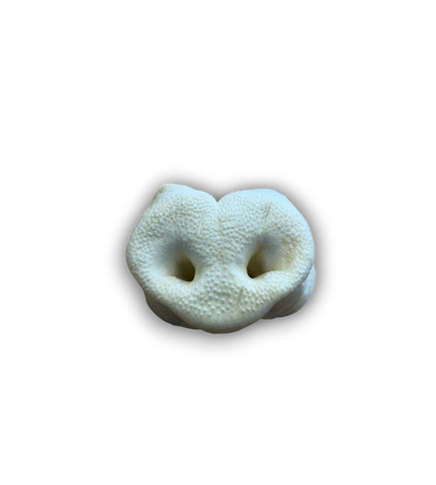 Anco puffed pork snouts single
