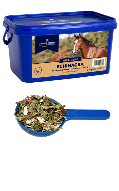 D&H Echinacea