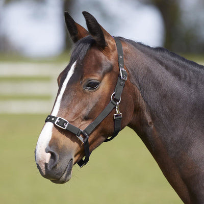 Bitz every day head collar