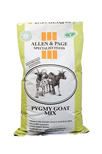 Allen and page pygmy goat mix